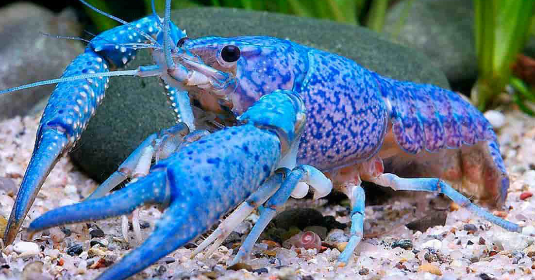 Blue
          Crawfish